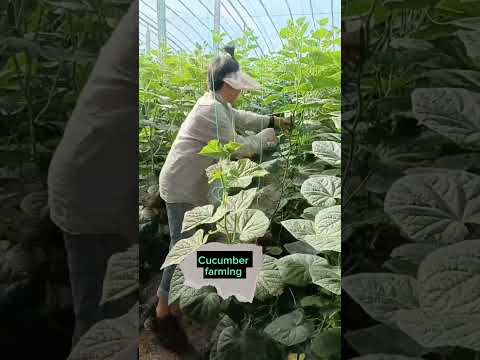 Techniques To Grow High Yield Cucumbers #satisfying #shot