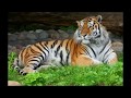 Кто сильнее тигр или лев? Who is stronger tiger or a lion? All the ...