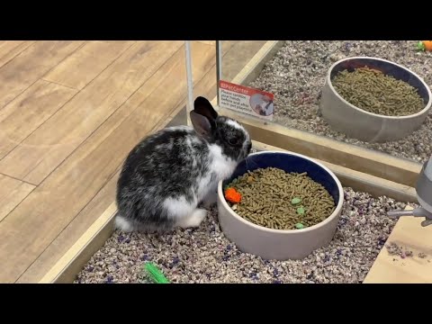 NJ Pet Store Violations