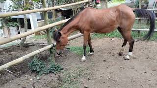 Download lagu ciri ciri kuda betina minta kawin/dibuahi mp3