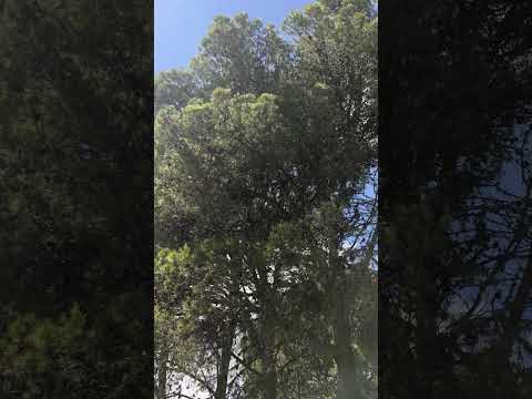 Perritos en la naturaleza--La Cumbre sierras de Cordoba