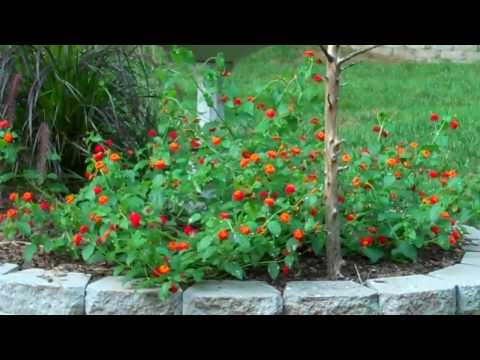 Ruby-throated Hummingbird Flashing Iridescent Red Throat