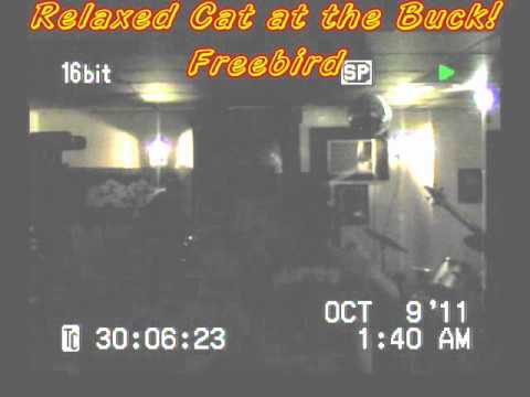 Relaxed Cat at the Buck Freebird.avi