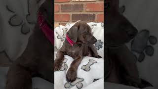 Video preview image #1 Mutt Puppy For Sale in Goodyear, AZ, USA