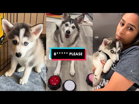 Sapphie the Pomsky New Funny TikToks Compilation - Best of Sapphie the Pomsky TikTok Videos 2024