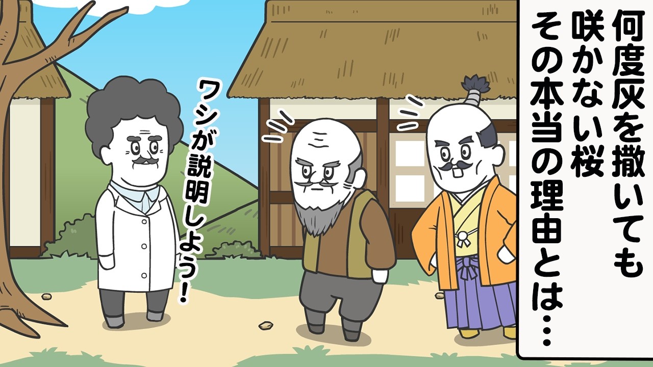 花咲か爺さんが灰を撒き続けても一向に桜が咲かなかった話【アニメ】【雑学】