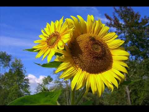 Cuando Los Ángeles Viajan - León Gieco