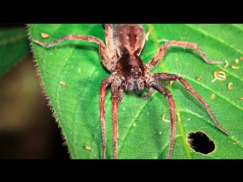 Most spiders on the body - Guinness Worldecords