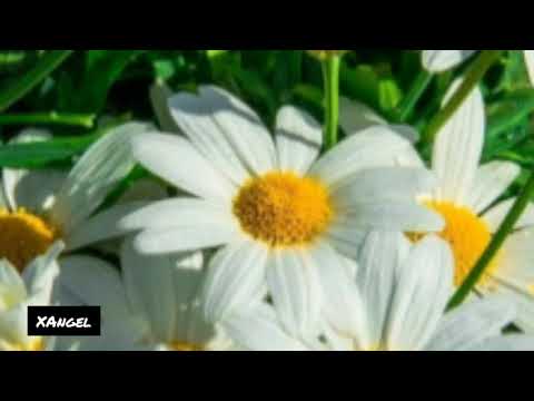 Contento De Contento - Jósean Log // Letra