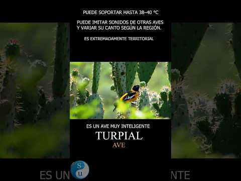 #ave #turpial #cañondelchicamocha #santander #turismo #viajes