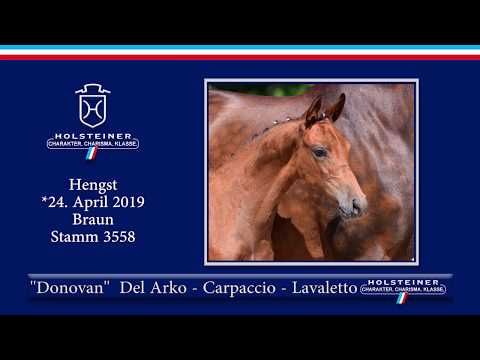 Holsteiner Elite-Fohlenauktion 2019 - Nr. 19 Donovan v. Del Arko-Carpaccio