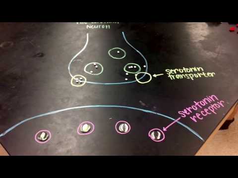 MDMA effect on neurotransmission activity