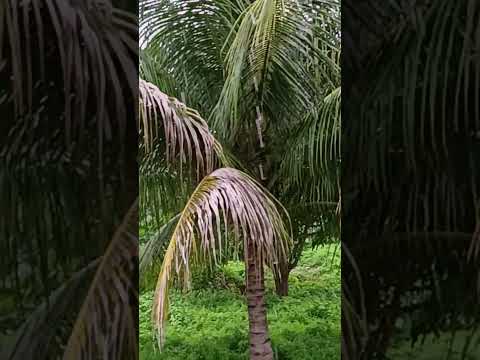 Chuva no Sítio Oliveira em Almino Afonso RN Abril de 2026