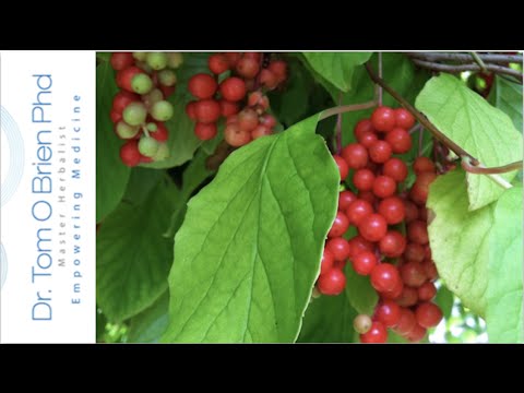 Schisandra health benefits Video