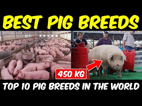 , title : 'Best Pig Breeds for meat in the world | Commercial Pig Farming Business'