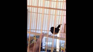 Download lagu Shama betina mp3