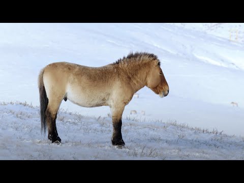, title : 'Gli ultimi veri cavalli selvaggi della terra: i cavalli di Przewalski'