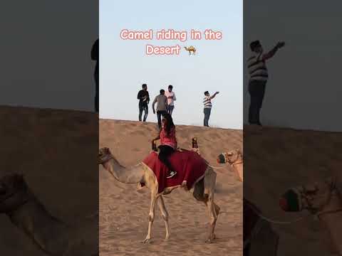 Camel riding in Dubai 🐪😎 #shorts #camel #dubai