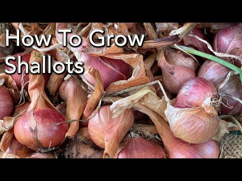 , title : 'How to Grow Shallots - Planting To Harvest'