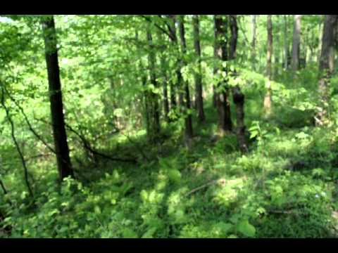 il silenzio della natura in 45 secondi