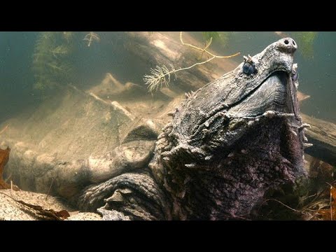 You Absolutely Don't Want to Get Bitten By This Turtle