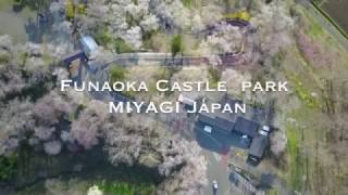 東北で桜の空撮をしてきました