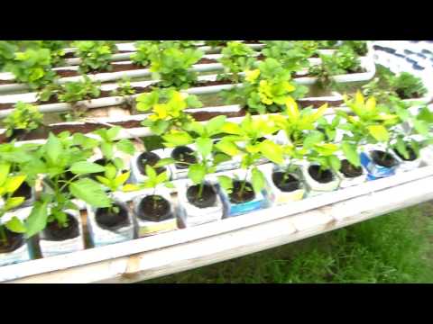 Very Profitable: Milk Carton Hydroponic Pepper Plants System