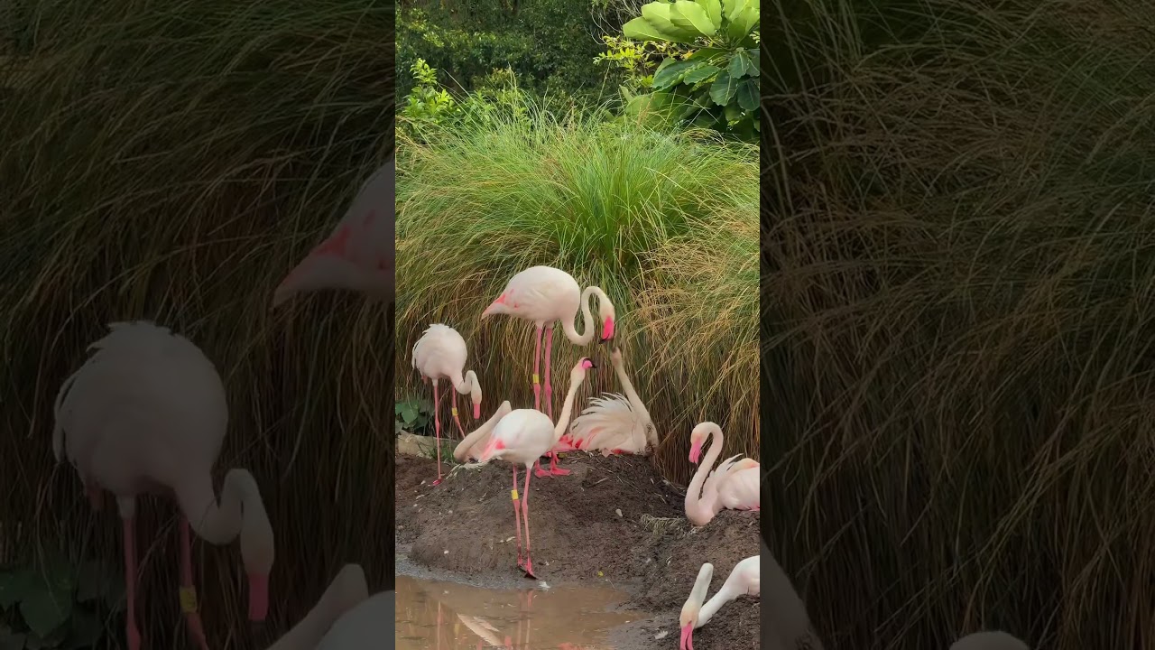 YouTube Short thumbnail