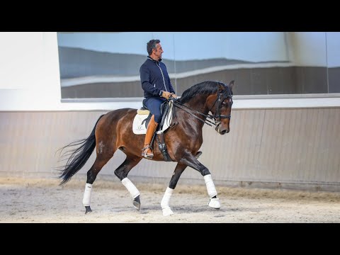 Horse for Sale | Elegant 8YO ridden Lusitano mare sired by Rubi AR (REF#440)