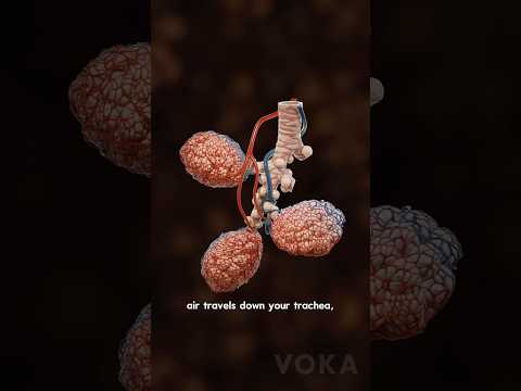 Inside the lungs: How alveoli work - 3D visualization (Part 1)