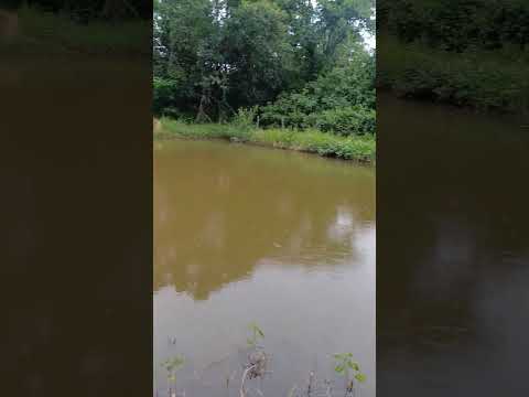 2 ALQUE Valor 950.000 ENTRE ARAGOIÂNIA E VARJÃO GO 62 981414270 Real Jr Aceita 50%IMÓVEIS VEÍCULOS