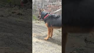 german Shepherd dog #shortvideo #short #youtubeshort #trending #song #viral #videos