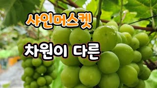 차원이 다른 샤인머스켓 (상주)실시간 생방송  주문은 010-3816-4238