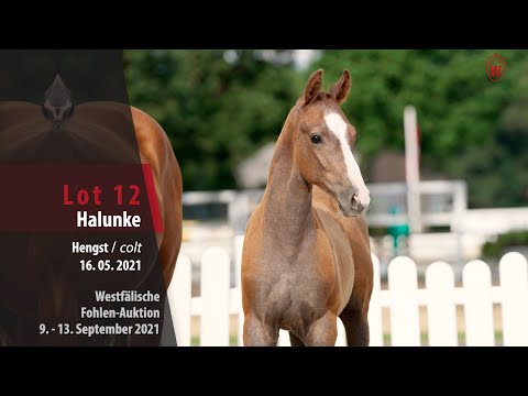 Fohlen-Auktion Lot 12 Halunke Hengst v. Hickstead White - Landor S