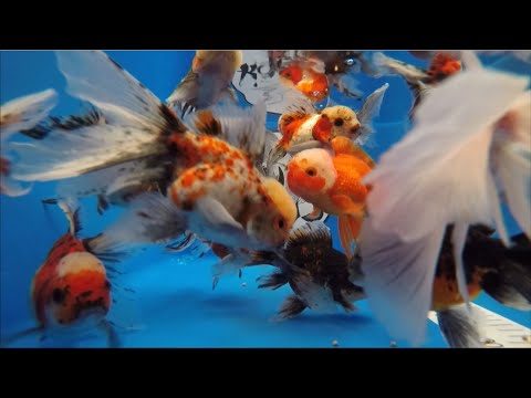 KOI 13 | Oranda Mix 12-13cm | 5/2023