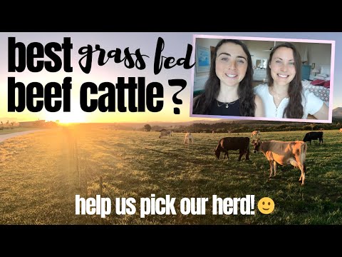 our best beef cattle breeds for building a grass fed...