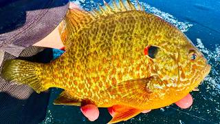Ice Fishing for Late Ice BLUEGILLS! - BIG FISH TIME!
