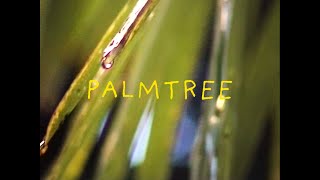 LIV ALMA – “Palmtree”