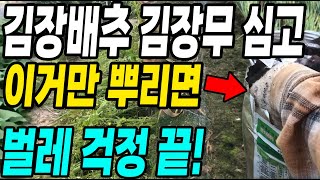 김장배추 김장무심고 이것 뿌리면 벌레걱정 끝! 벌레가 싹 사라졌어요