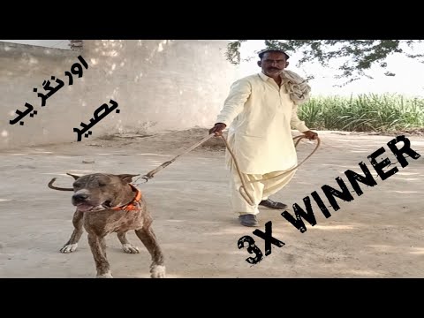 #bullydogs#bullykutta#malkeet Aurangzeb Bashir