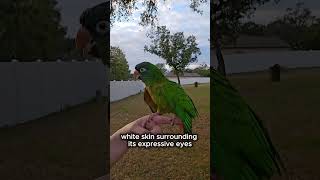 Download lagu Pesona Berwarna-warni dari Burung Conure Mahkota Biru 🦜💙#BlueCrownedConure#ConureParrot#PetBirds#... mp3