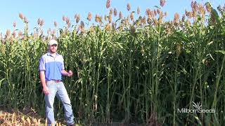 Millborn Bunker Buster (Forage Sorghum)