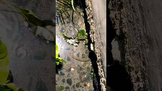 Download lagu ngerii ada yang keluar nonggol dari balik coran #vidioshorts #ngerii #belut #berandayoutube mp3 Download lagu ngerii ada yang keluar nonggol dari balik coran #vidioshorts #ngerii #belut #berandayoutube mp3