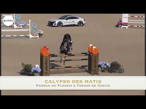 Padock du Plessis (Kannan x Adelfos) OFFSPRING