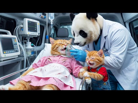 😿💔 From Joy Ride to TRAGEDY: Mama Cat & Kitten’s Road Accident Leaves Mom Fighting for Her Life 🏥🚑