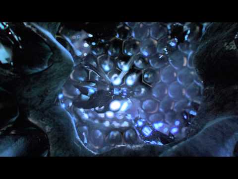 Pause Fest 2014 ID   Colony Collapse Disorder on Vimeo