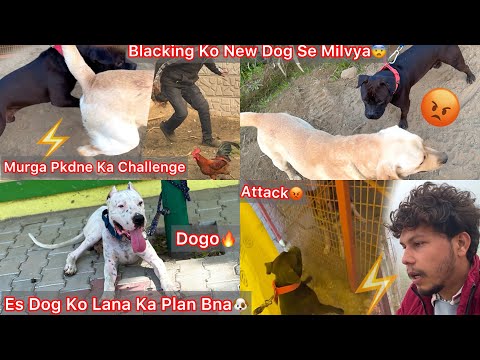 Blacking Ko New Dog Se Milvya🐶Jacky Se Hua Panga Blacking Ka😰Murga Ko Pakdne Ka Challenge Diya🐓🔥