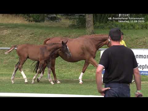 Fohlenmarkt Fronhofen - KN 4 Instertanz   Metteur