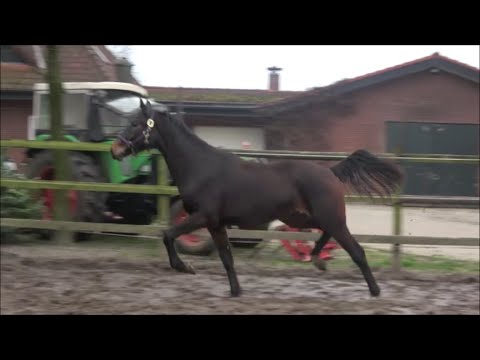 *2018 Stute von Blue Hors Farrell - Fidertanz