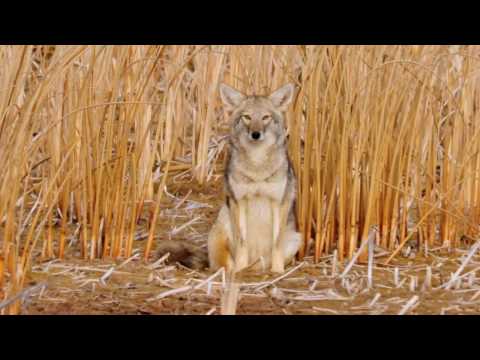 image-Why are coyotes omnivores?